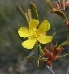 Hibbertia subvaginata
