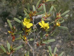 Hibbertia subvaginata