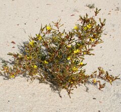 Hibbertia subvaginata