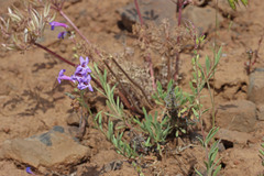 Penstemon gairdneri