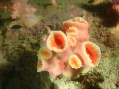 Cladopsammia eguchii