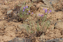 Penstemon gairdneri