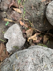 Pseudopaludicola pusilla