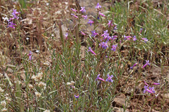 Penstemon gairdneri