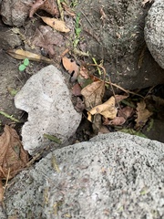 Pseudopaludicola pusilla