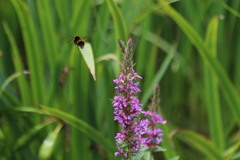 Bombus ruderatus
