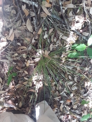 Xerophyllum tenax