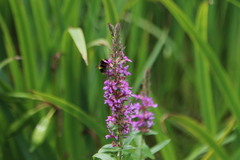 Bombus ruderatus