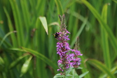 Bombus ruderatus