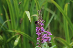 Bombus ruderatus
