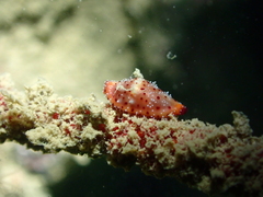 Crenavolva leopardus