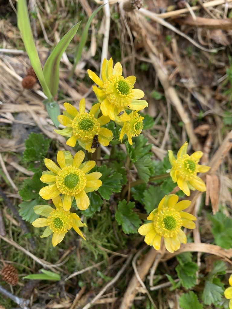 Arcteranthis