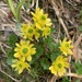 Cooley's Buttercup - Photo (c) molly_dougherty, some rights reserved (CC BY-NC)