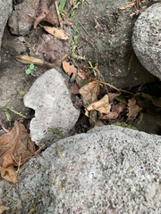 Pseudopaludicola pusilla