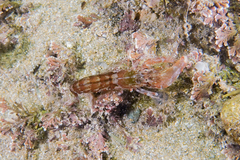 Alpheus novaezealandiae