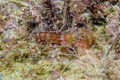 Alpheus novaezealandiae