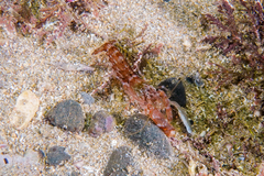 Alpheus novaezealandiae