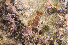 Alpheus novaezealandiae