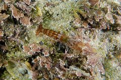 Alpheus novaezealandiae