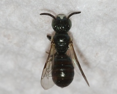 Ceratina strenua