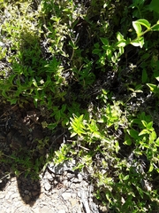 Whipplea modesta
