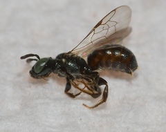 Ceratina strenua
