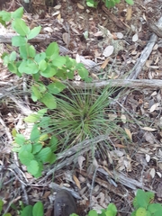 Xerophyllum tenax