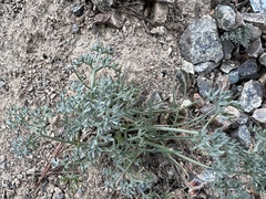 Lomatium cuspidatum