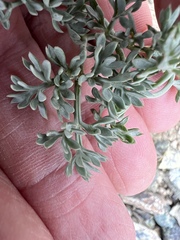 Lomatium cuspidatum
