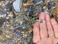 Symphyotrichum yukonense