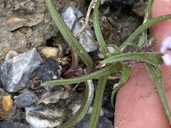 Symphyotrichum yukonense