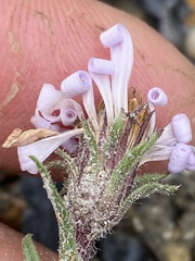 Symphyotrichum yukonense