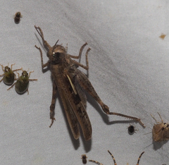 Aiolopus thalassinus dubius