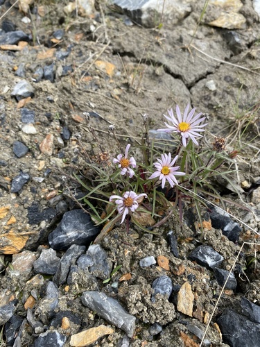 Yukon aster (Symphyotrichum yukonense)