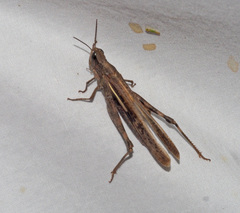 Aiolopus thalassinus dubius