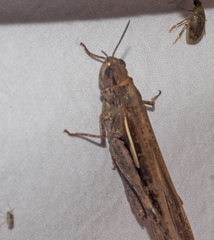 Aiolopus thalassinus dubius