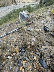 Symphyotrichum yukonense