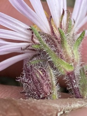 Symphyotrichum yukonense