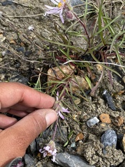 Symphyotrichum yukonense