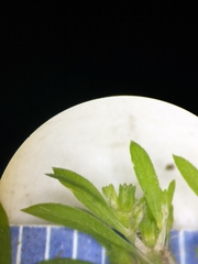 Paronychia fastigiata fastigiata