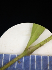 Paronychia fastigiata fastigiata