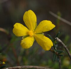 Hibbertia depilipes
