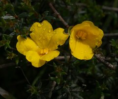 Hibbertia depilipes