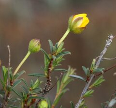 Hibbertia depilipes