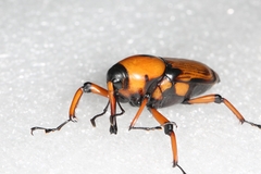 Cyrtotrachelus thompsoni