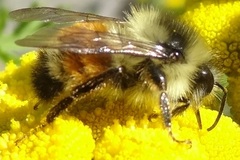 Bombus ternarius