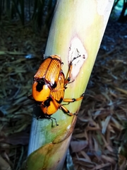 Cyrtotrachelus thompsoni