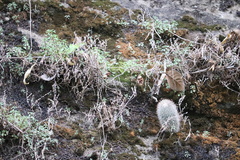 Mammillaria spinosissima spinosissima