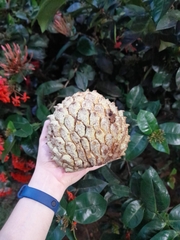 Annona crassiflora