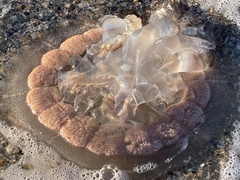 Dactyliophorae